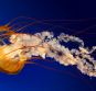 Jellyfish.jpg